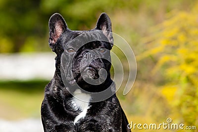 French Bulldog Male Portrait Stock Photo