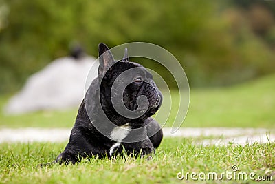 French Bulldog Male Portrait Stock Photo