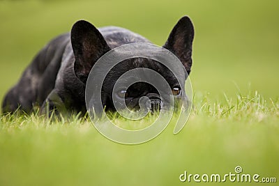 French Bulldog Male Portrait Stock Photo