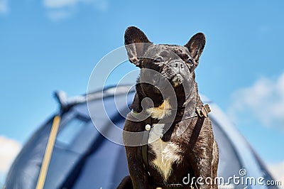 french bulldog in nature. A dog on a leash is on the outside Stock Photo