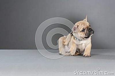 French Bulldog Puppy Stock Photo