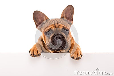 French Bulldog puppy Stock Photo