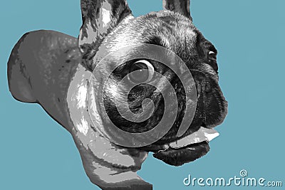 French Bulldog Puppy in grey scale with a blue background Stock Photo