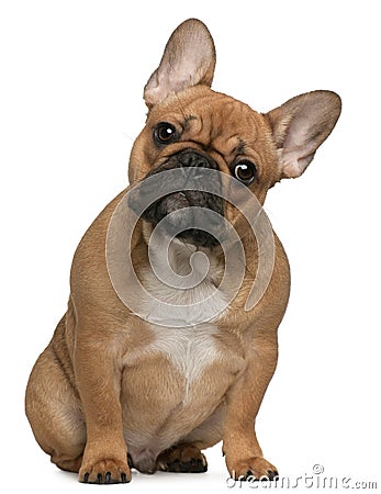 French Bulldog puppy, 5 months old Stock Photo