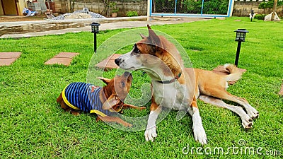 French bulldog puppy playing with his sister on the green grass garden at home, look lovely and cute. Stock Photo