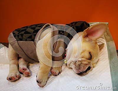 French bulldog puppy is sleeping on his potty mat Stock Photo