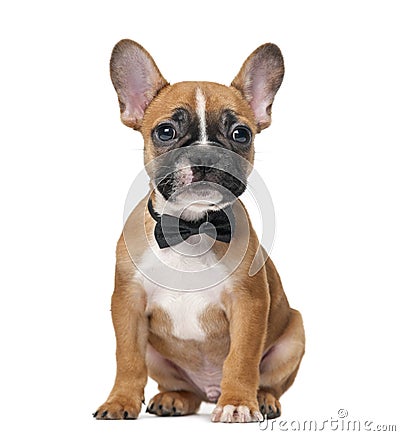 French bulldog puppy wearing a bow tie Stock Photo