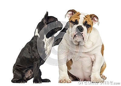 French bulldog reaching at a bored English bulldog, isolated Stock Photo