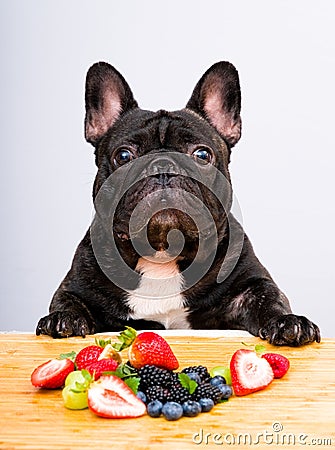 French bulldog ready to eat fresh fruits , vegetables Stock Photo
