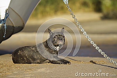 French bulldog relaxing on the beach Stock Photo