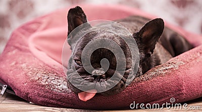 French bulldog relaxing Stock Photo