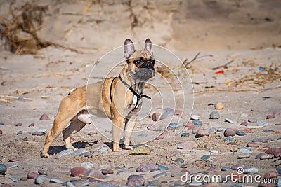 A french bulldog is standing and exploring on the beach Stock Photo