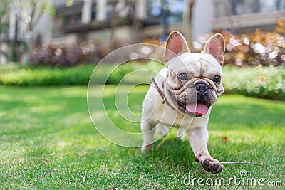 French Bulldog running in the grass on the lawn with his tongue open Stock Photo
