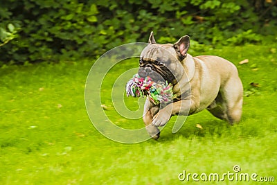 French bulldog Stock Photo