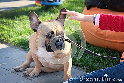 French bulldog sits on paving slabs resting on its front paws. The dog is brown with a white spot on the chest. Stock Photo