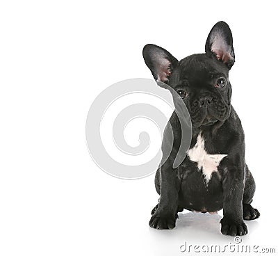 French bulldog sitting Stock Photo