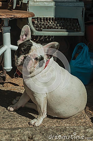 French Bulldog sitting in front of antique shop Stock Photo