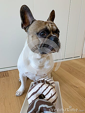 French bulldog sitting in front of a donuts tray, diet concept Stock Photo