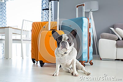 French bulldog sitting at packed travel baggages Stock Photo
