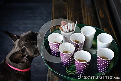 Dog sniffing coffle cup on tray Stock Photo