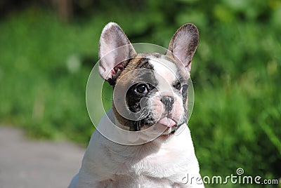 French bulldog on the street Stock Photo