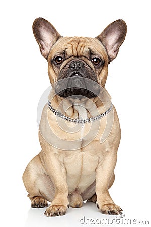 French bulldog Stock Photo