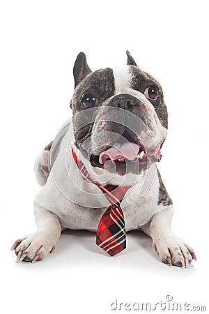 french bulldog with tie interogative isolated on white background Stock Photo