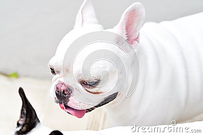 French bulldog Stock Photo