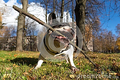 French Bulldog on a walk gnaws off a stick Stock Photo