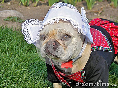 French Bulldog wearing a Dutch costume Stock Photo