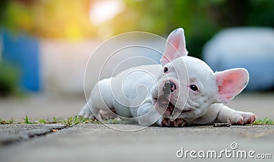 French bulldog white lying on the concrete floor. Stock Photo