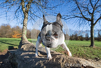 French bulldog into the wild Stock Photo