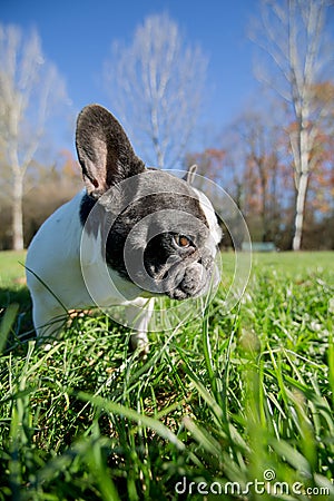 French bulldog into the wild Stock Photo