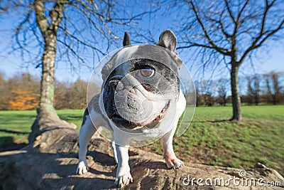 French bulldog into the wild Stock Photo