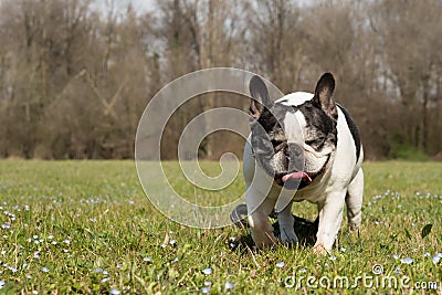 French bulldog into the wild Stock Photo