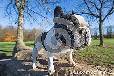 French bulldog into the wild Stock Photo