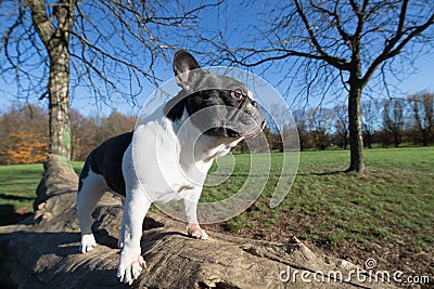 French bulldog into the wild Stock Photo