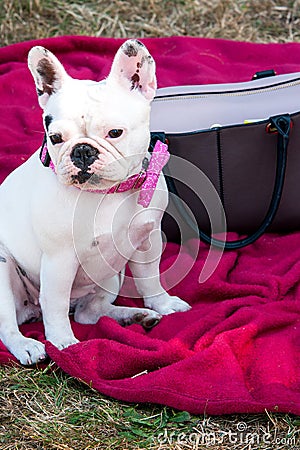 French Bulldog Stock Photo