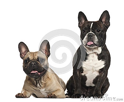 French bulldogs, 18 months old, sitting Stock Photo