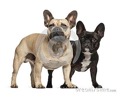 French bulldogs, 3 years old, standing Stock Photo