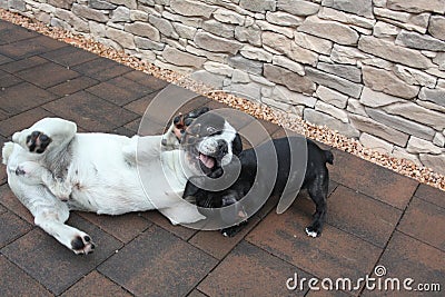 French Bulldogs, game time Stock Photo