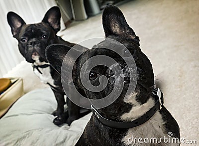 French Bulldogs Stock Photo