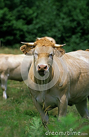 FRENCH CATTLE CALLED BLONDE D`AQUITAINE Stock Photo