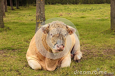 French Charolais bull lying in grass green Stock Photo