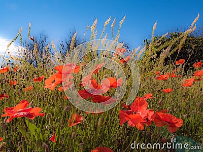 Poppy Bloom Symphony in red Stock Photo