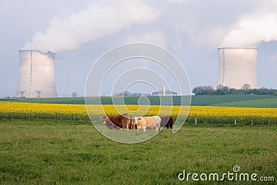 French cows in a meadow and nuclear power plant's smoky chimneys in Cattenom Stock Photo