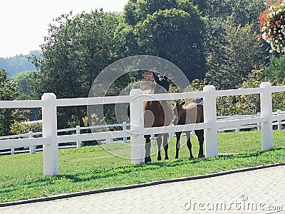 French farm horses green summer Stock Photo