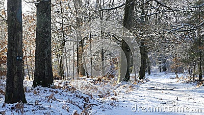 French forest in black and white sleeps under a blanket of snow Stock Photo