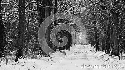 French forest in black and white sleeps under a blanket of snow Stock Photo