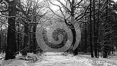 French forest in black and white sleeps under a blanket of snow Stock Photo